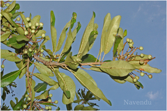 Buchanania axillaris